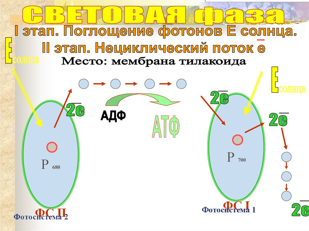 Процессы фотосистемы 1