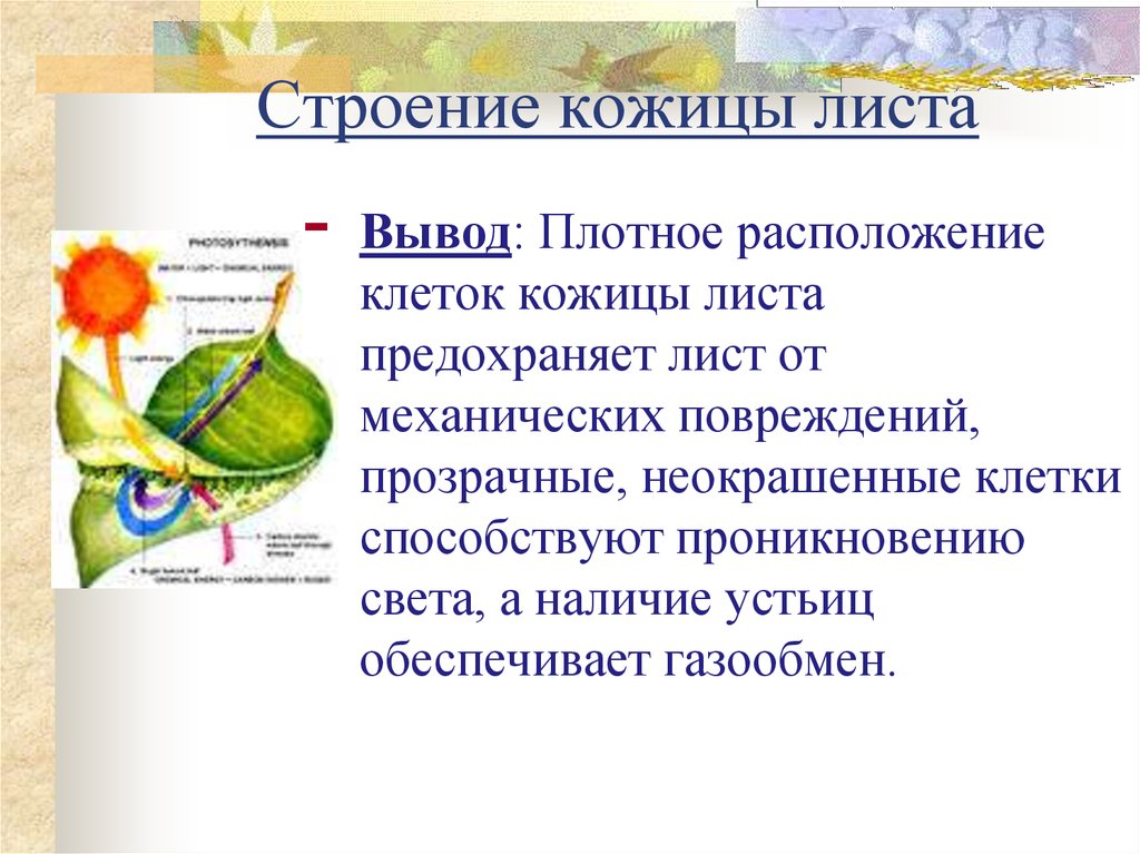 Строение кожицы листа