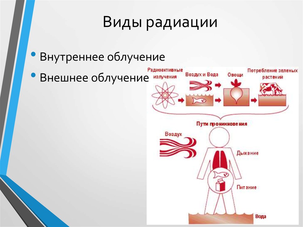 Радиационная генетика презентация