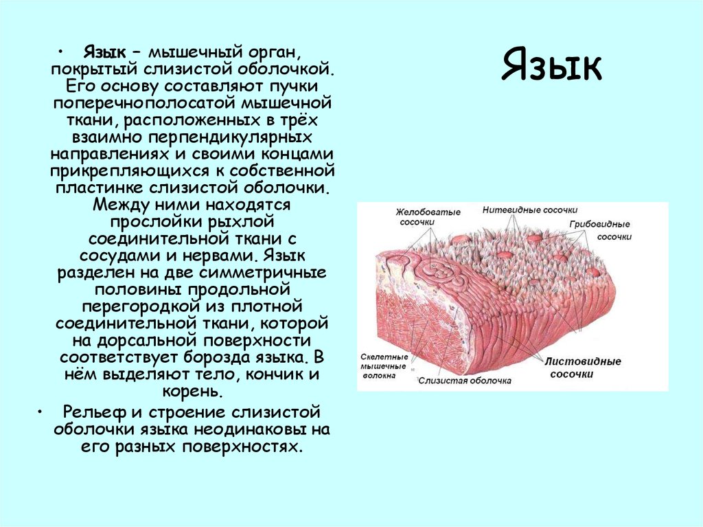 Орган состоит из тканей. Язык слизистая оболочка эпителий. Строение поверхности языка. Строение слизистой оболочки языка. Язык мышечный орган покрытый оболочкой.