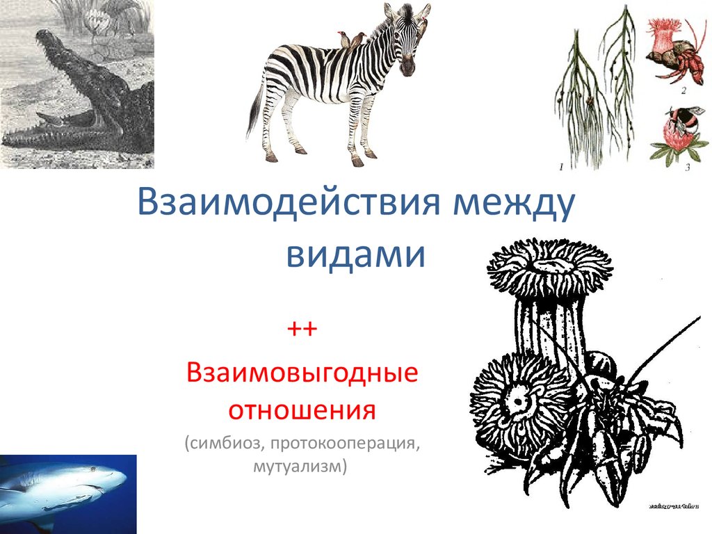 Известные примеры симбиотических взаимоотношений. Симбиоз мутуализм протокооперация. Взаимовыгодные отношения мутуализм. Взаимовыгодные отношения между организмами. Взаимовыгодные отношения симбиоз.