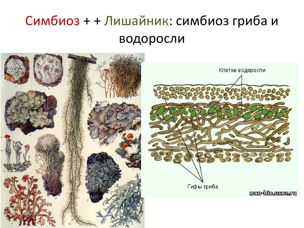 Группа симбиотических организмов. Симбиоз грибов и водорослей в лишайнике. Лишайник микориза симбиоз. Симбиоз гриба и цианобактерий в лишайнике. Лишайник-кладония симбиоз.