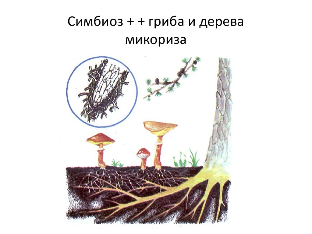 Микориза взаимовыгодная ассоциация гриба с корнями высших растений на фотографиях представлены