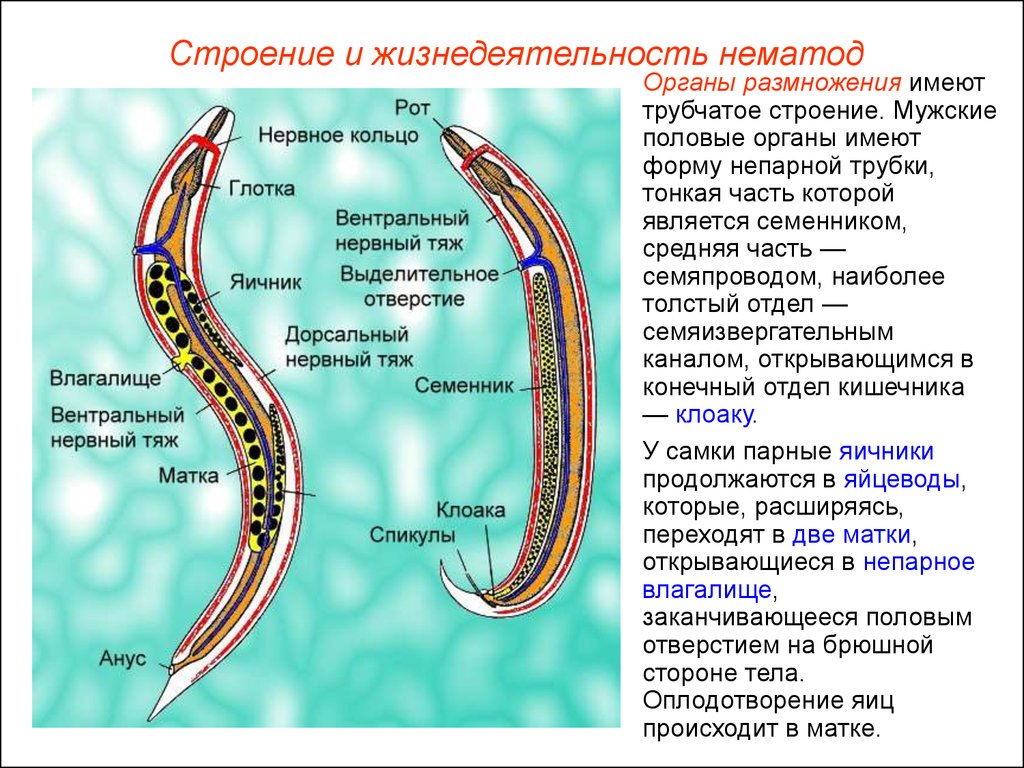 Какая система у круглых червей. Строение систем круглых червей. Строение нематоды круглых червей. Половая система аскариды. Половая система нематод.
