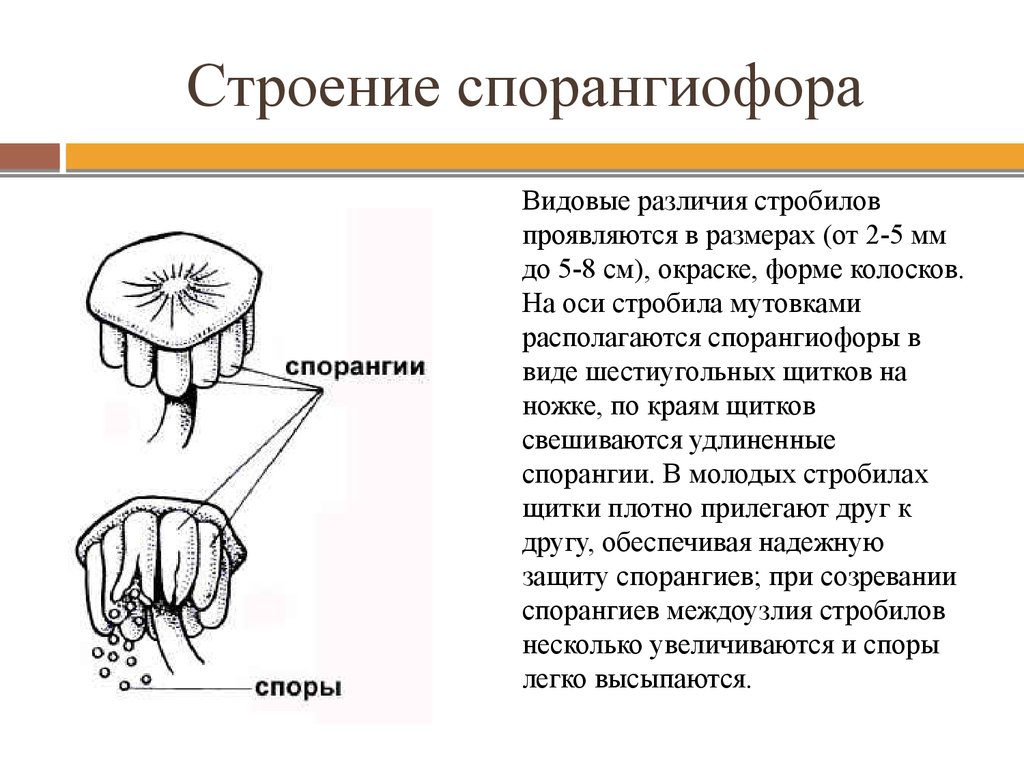 Спорангиофоры