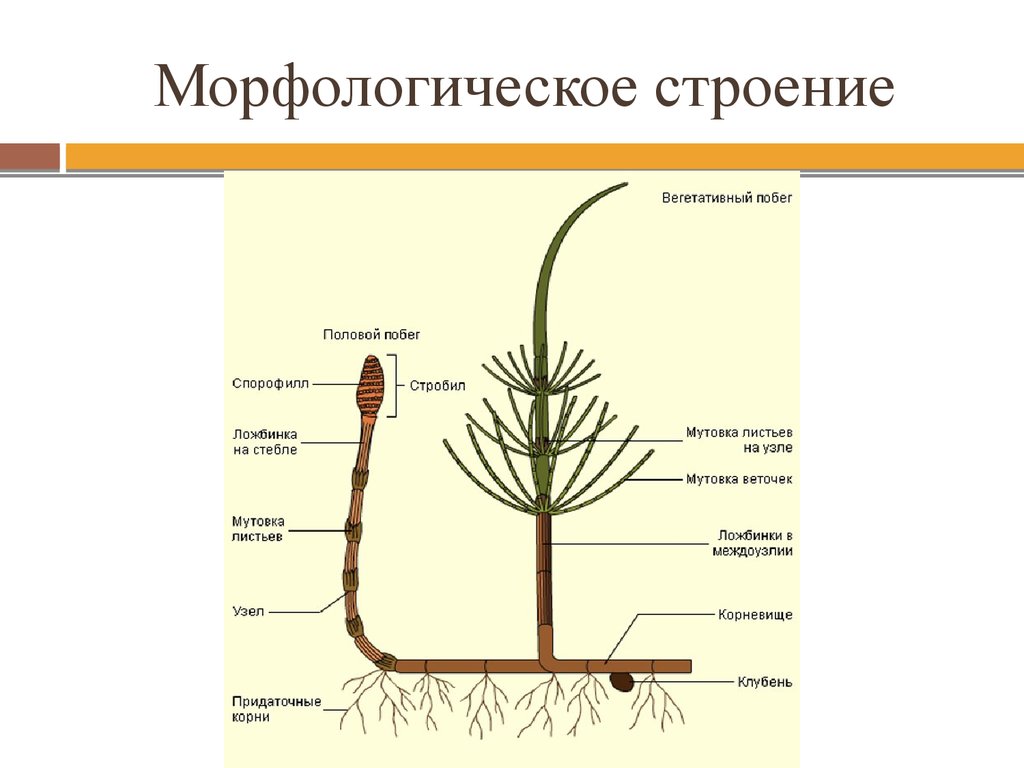 Отдел хвощевидные