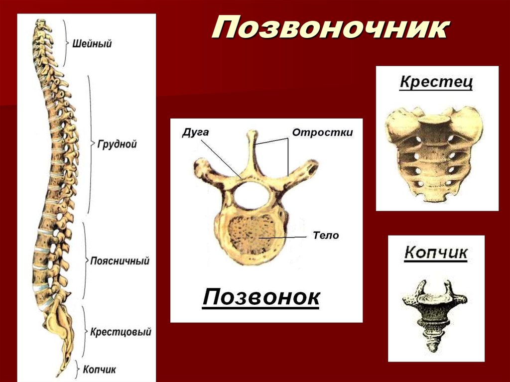 Презентация про позвоночник