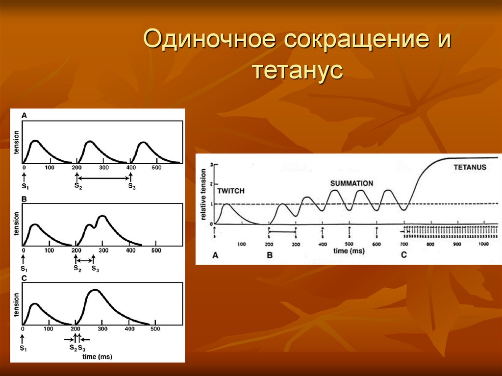 Одиночное сокращение. Одиночные сокращения: фазы (тетанус). Одиночное сокращение и тетанус. Одиночные и тектонические сокращения.