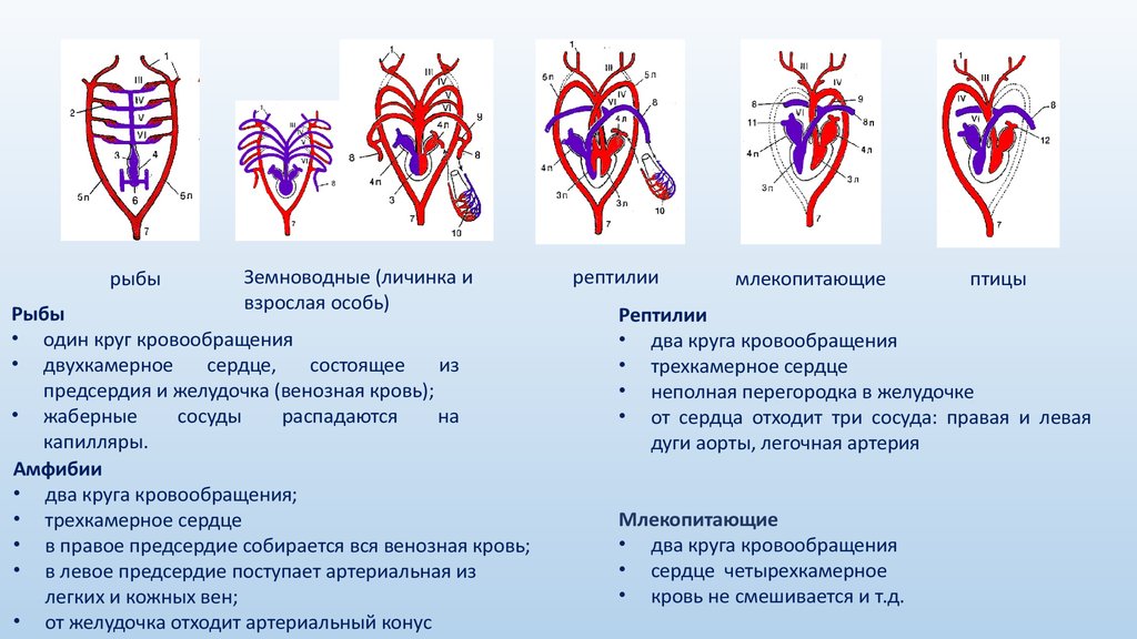 Сравнение сердца птиц и млекопитающих. Схема строения кровеносной системы позвоночных. Кровеносная система хордовых схема. Схема строения кровеносной системы хордовых. Схема эволюции кровеносной системы хордовых.