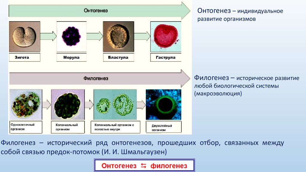 Филогенез организмов