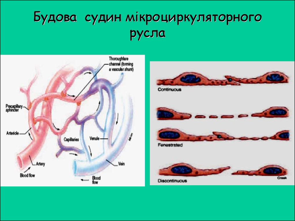 Кровяное русло. Редукция сосудистого русла. Ожогах из сосудистого русла. Пластичность сосудистого русла связана с. Типы внутриорганного кровеносного русла.