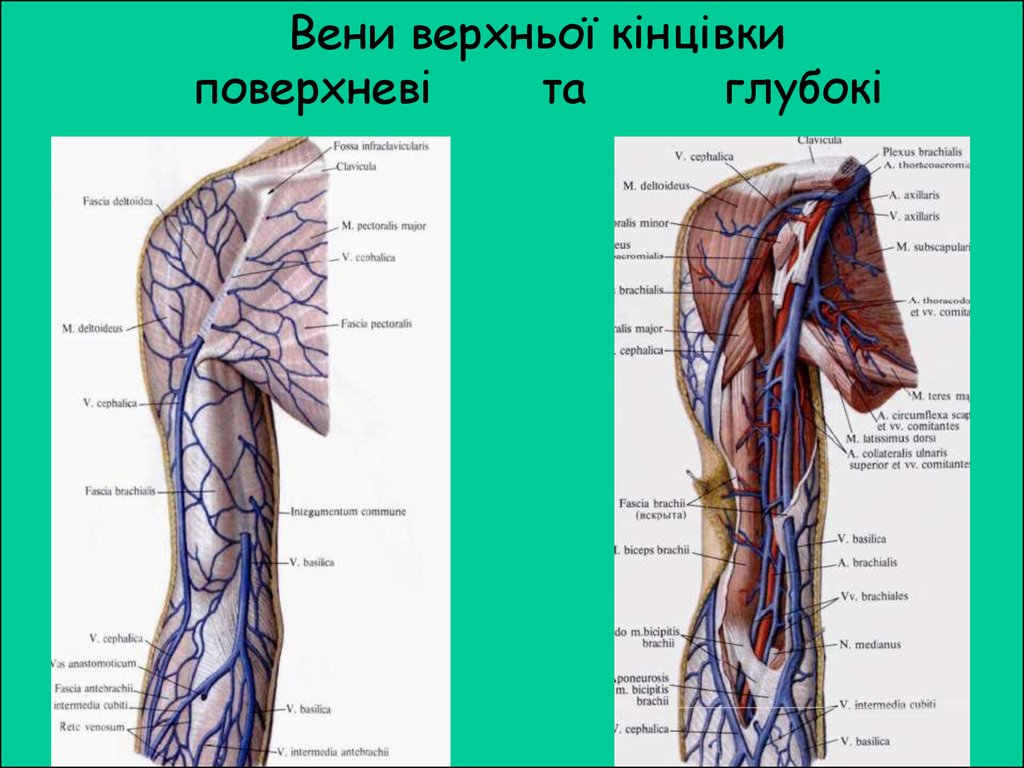 Анатомия вен верхних конечностей