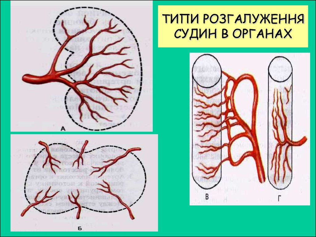 Яка загальна