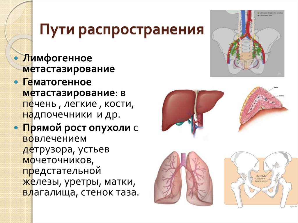 Пути распространения