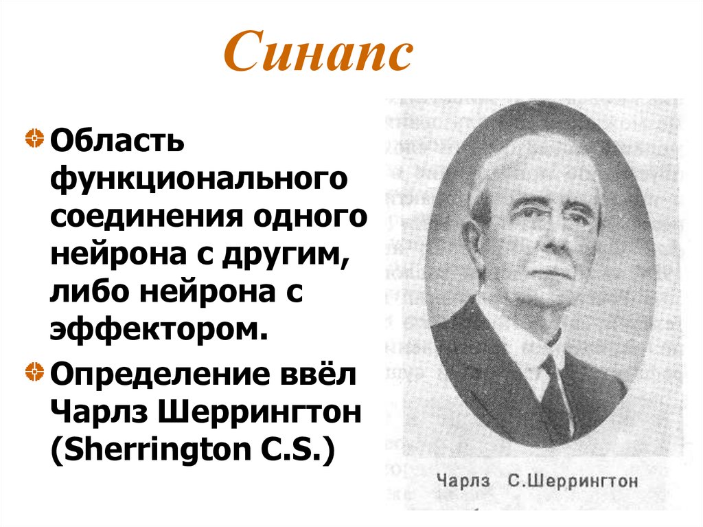 Синапс