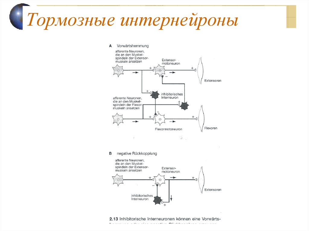Тормозные интернейроны