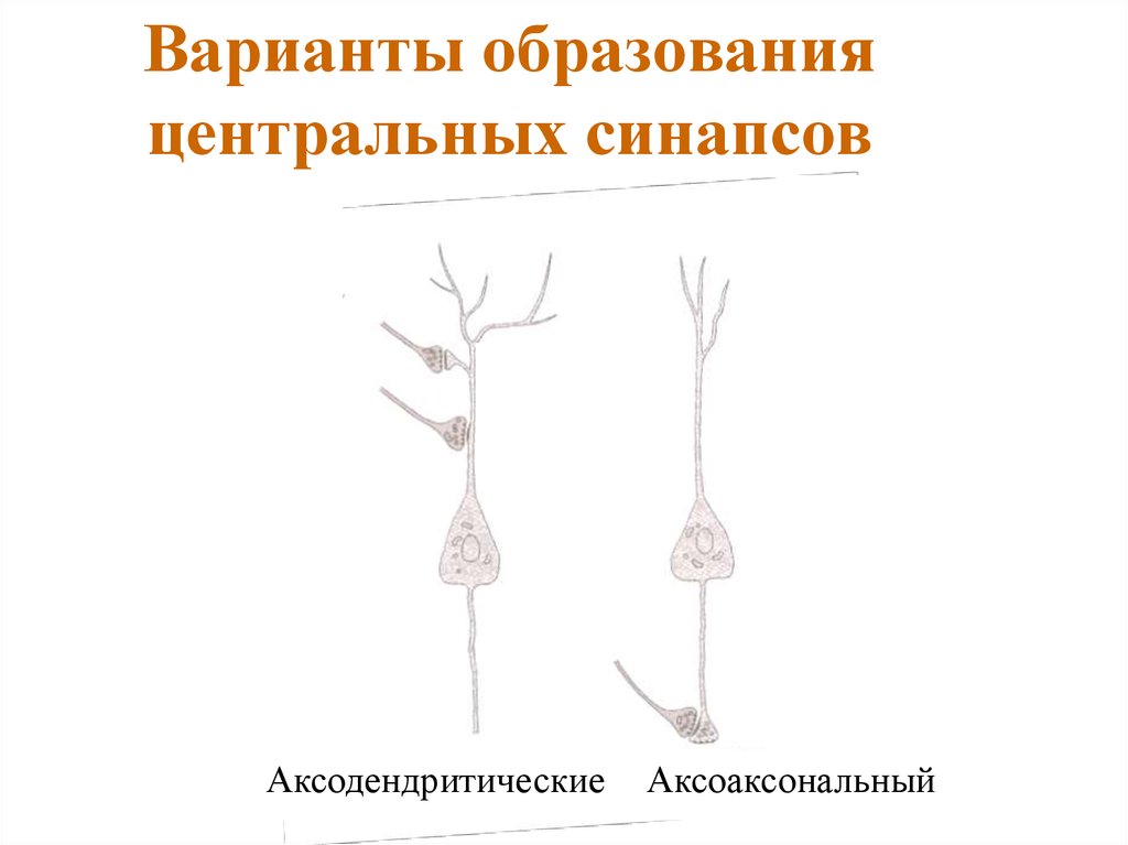 Варианты образования центральных синапсов