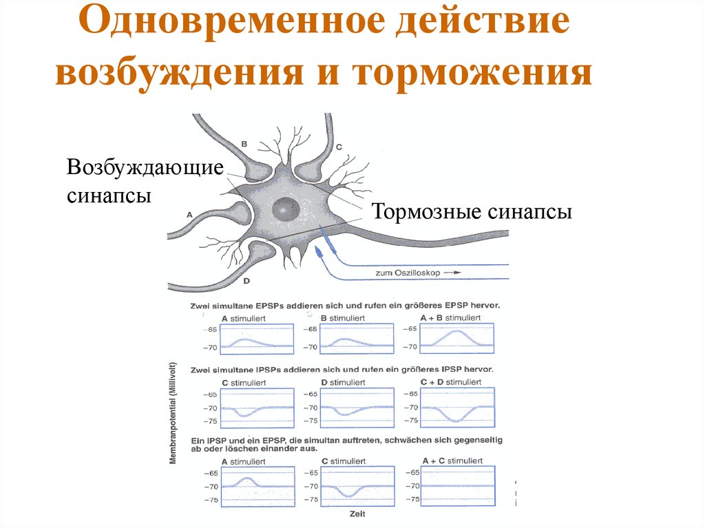 Торможение синапса