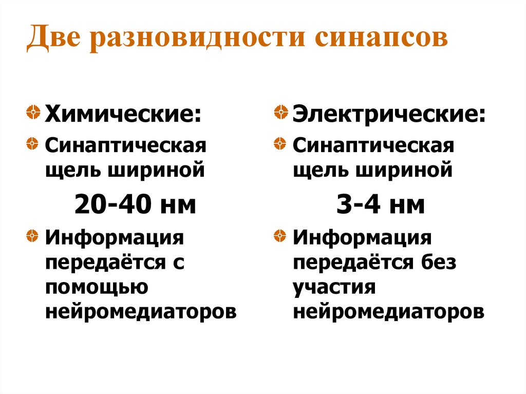 Две разновидности синапсов