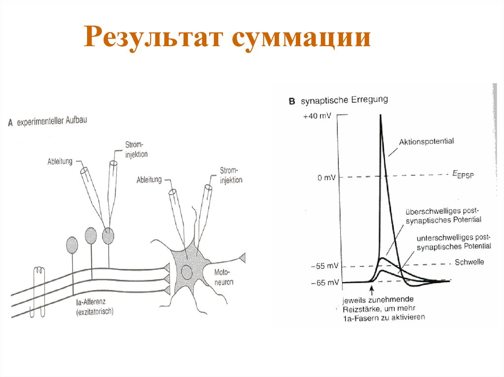 Нейрофизиология курсы