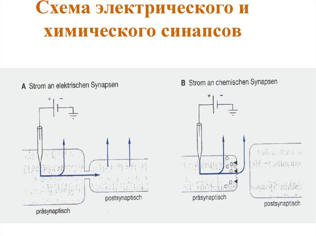 Схема химического и электрического синапса. Схема электрического синапса. Схемы работы электрического и химического синапсов. Обратный ток в электрическом синапсе.