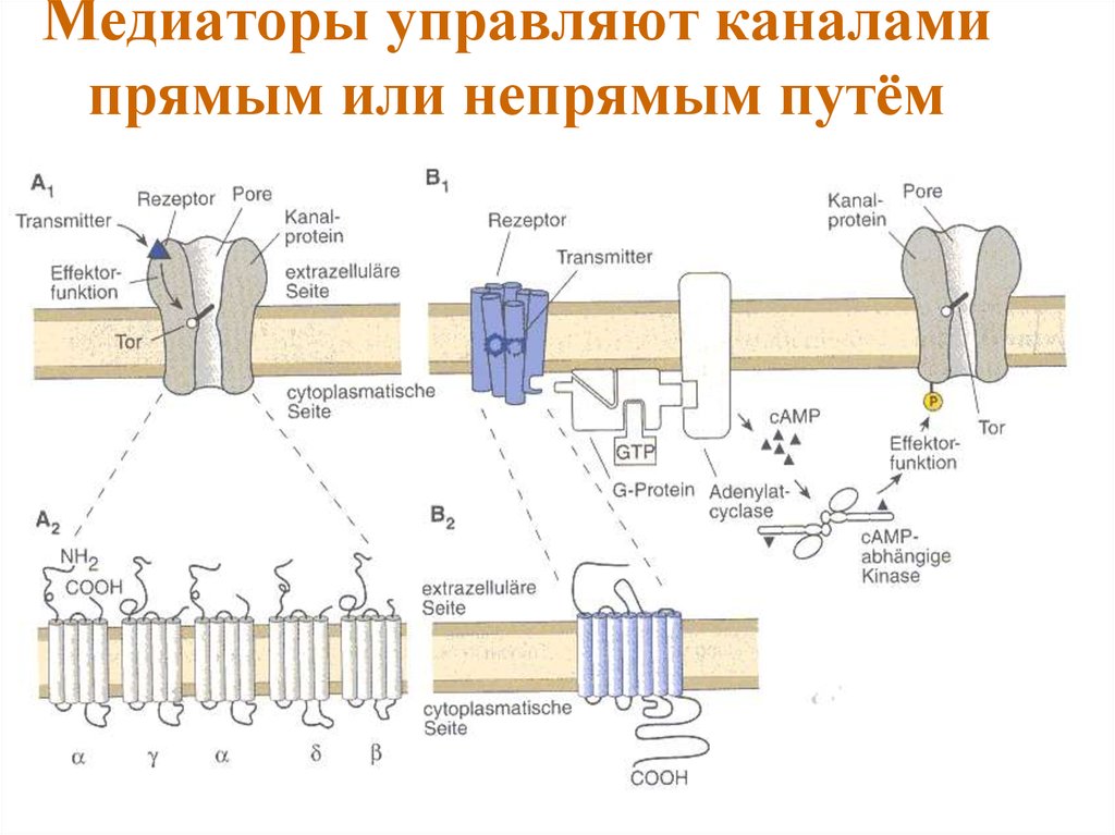 Медиаторы управляют каналами прямым или непрямым путём