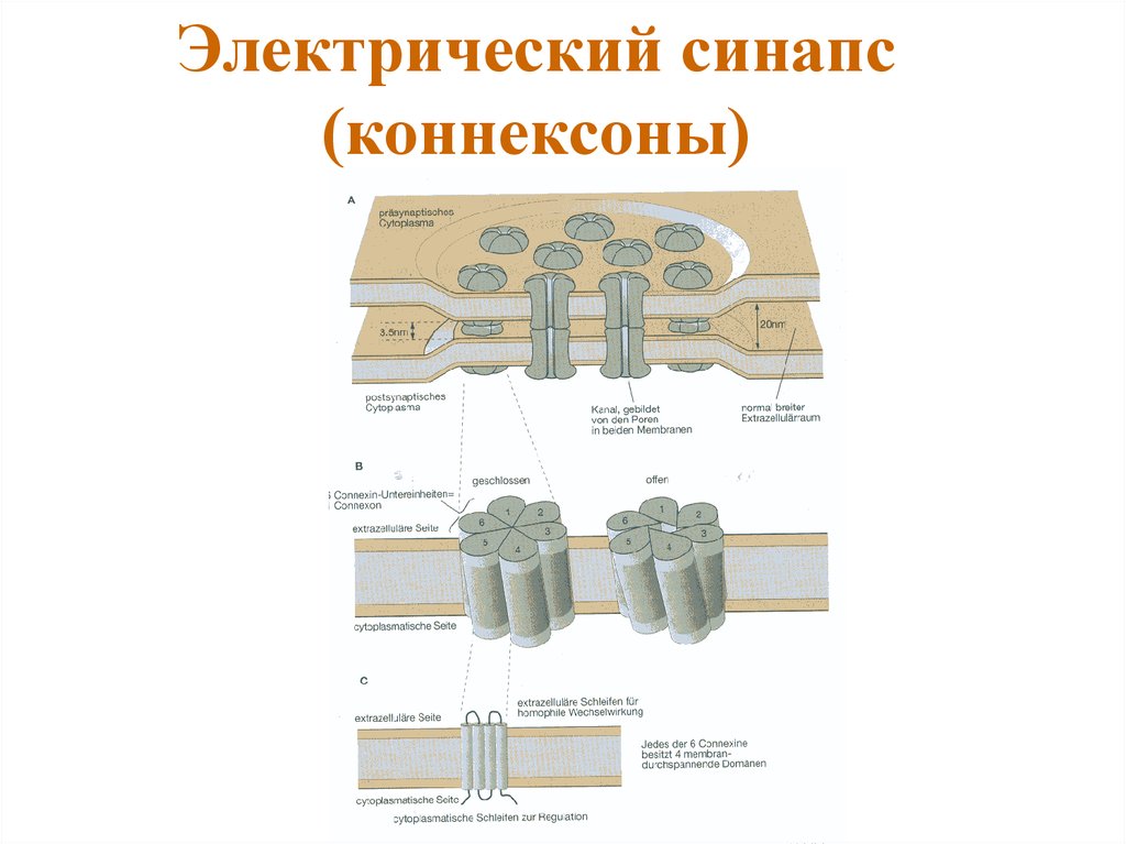 Электрический синапс (коннексоны)