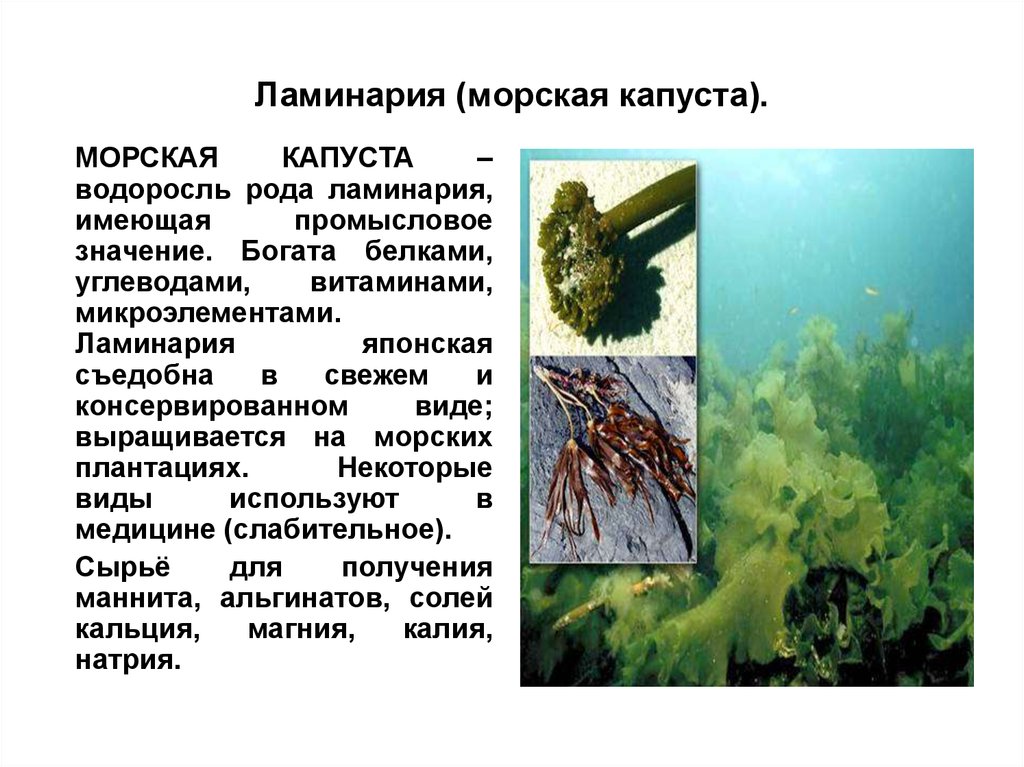 Описание водорослей ламинария. Морская капуста ламинарии японского моря. Доклад о водоросли 5 класс биология ламинария. Ламинария доклад 5 класс. Водоросли доклад 3 класс окружающий мир морская капуста.