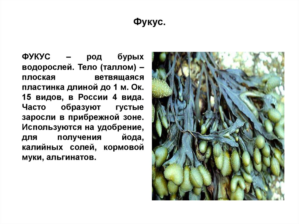 Часто образуют. Фукус таллом. У фукуса пузырчатого что такое таллом?. Фукус водоросль биология. Фукус описание.