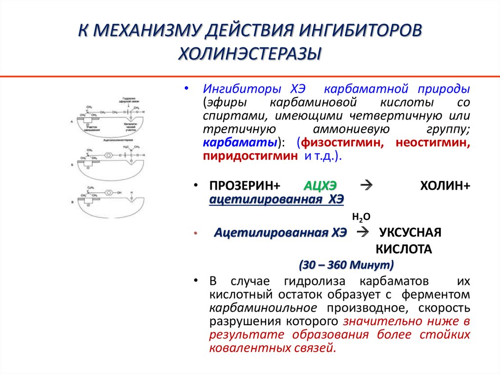 Прозерин механизм действия. Ингибиторы ацетилхолинэстеразы препараты. Процесс торможения холинэстеразы прозерином. Механизм ингибирования ацетилхолинэстеразы прозерином. Механизм действия холинэстеразы схема.