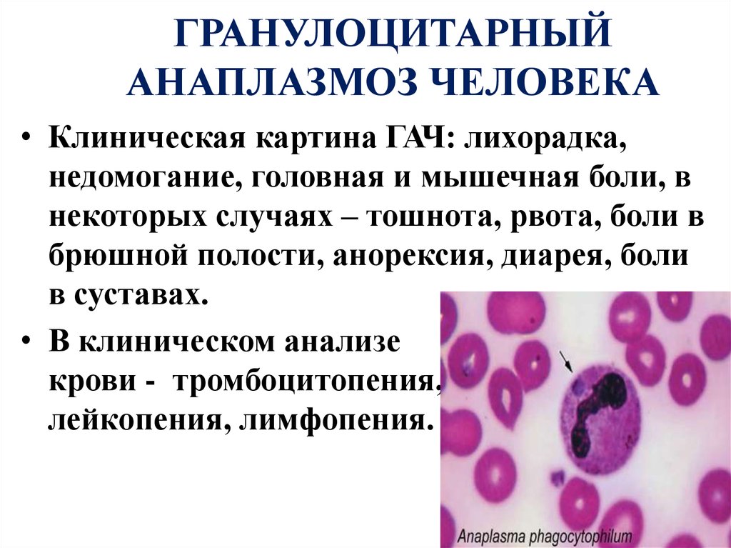 Эрлихиоз клещевой. Гранулоцитарный анаплазмоз эпидемиология. Эрлихиоз человека патогенез. Гранулоцитарный эрлихиоз. Моноцитарный эрлихиоз.