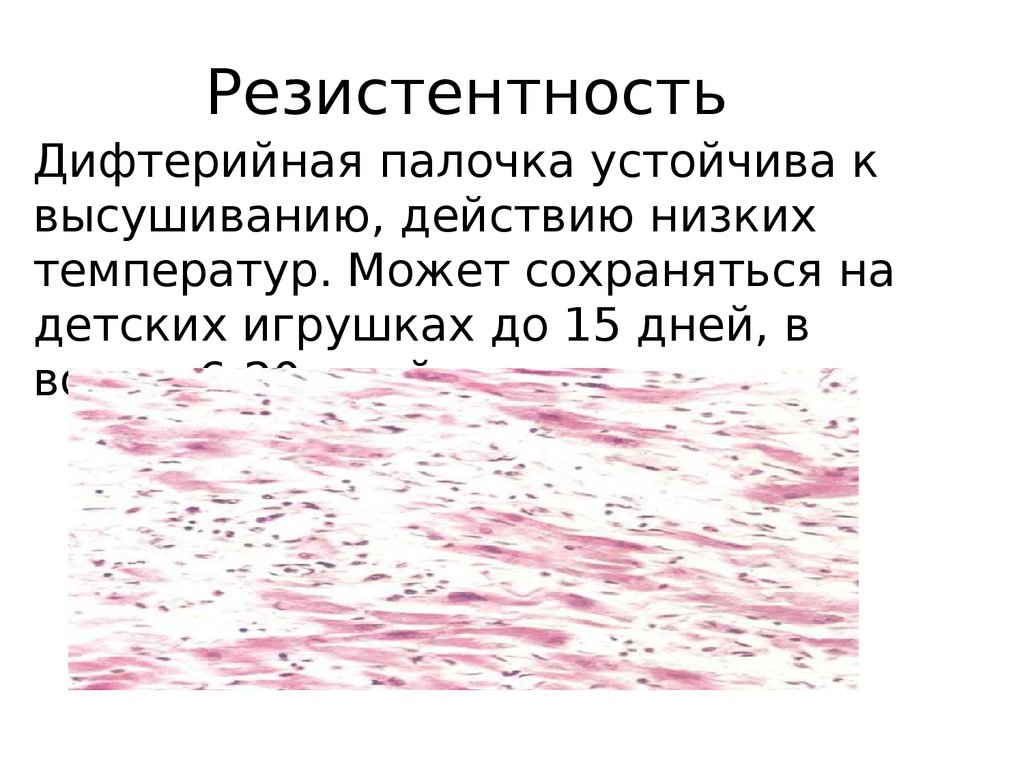 Возбудитель дифтерии является. Возбудитель дифтерии резистентность. Резистентность возбудителя коклюша. Дифтерийная палочка резистентность. Устойчивость дифтерийной палочки.