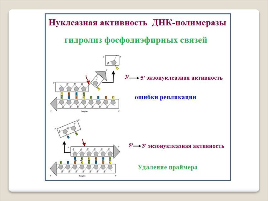 Днк полимераза 1. Экзонуклеазная активность. Активность ДНК‑полимеразы. Эндонуклеазная активность ДНК полимеразы. 5 3 Экзонуклеазная активность.