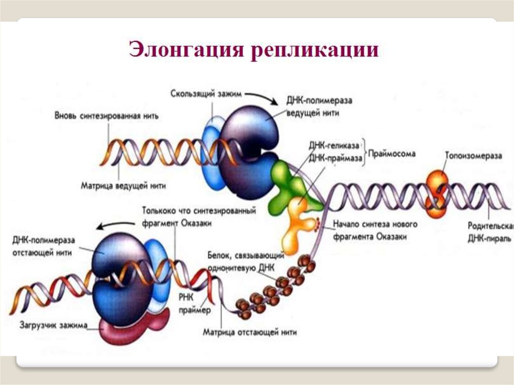 Рассмотрите рисунок с изображением одного из процессов матричного синтеза