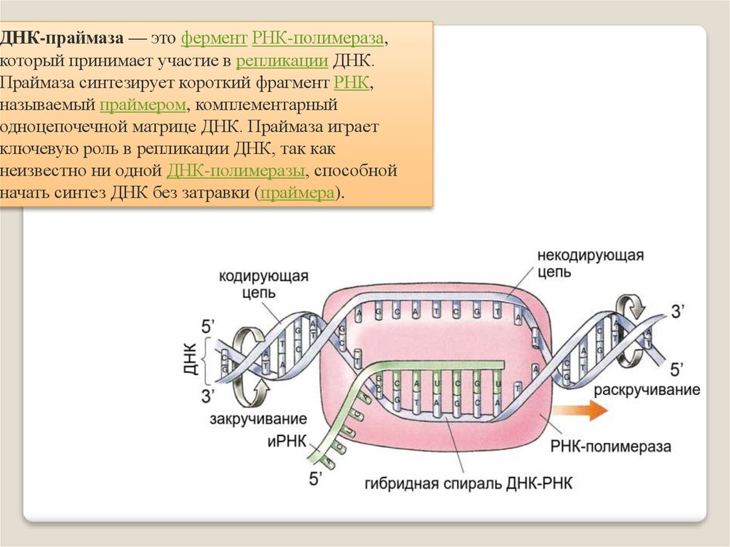 Рнк полимераза синтезирует. РНК полимераза репликация. РНК полимераза функции в репликации ДНК. Фермент РНК праймаза. РНК полимераза функции в репликации.