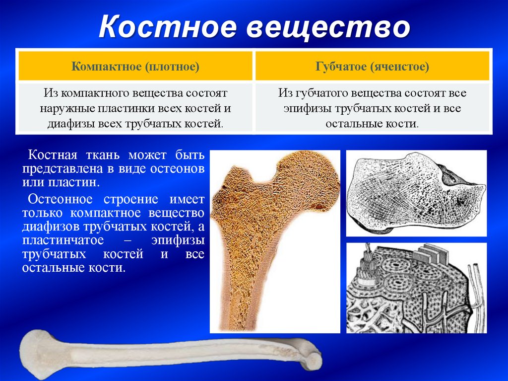 Какое строение имеют кости. Губчатое и компактное вещество костной ткани. Компактное костное вещество строение. Строение компактного вещества костной ткани. Губчатая и компактная костная ткань.