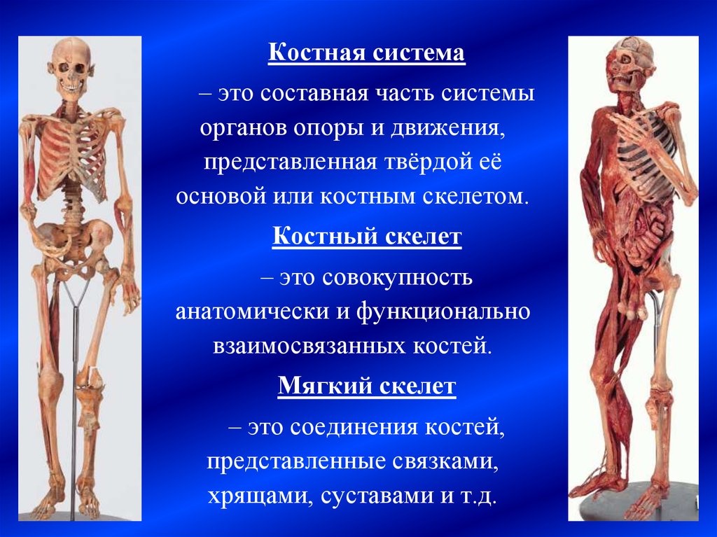 Презентация костная система человека