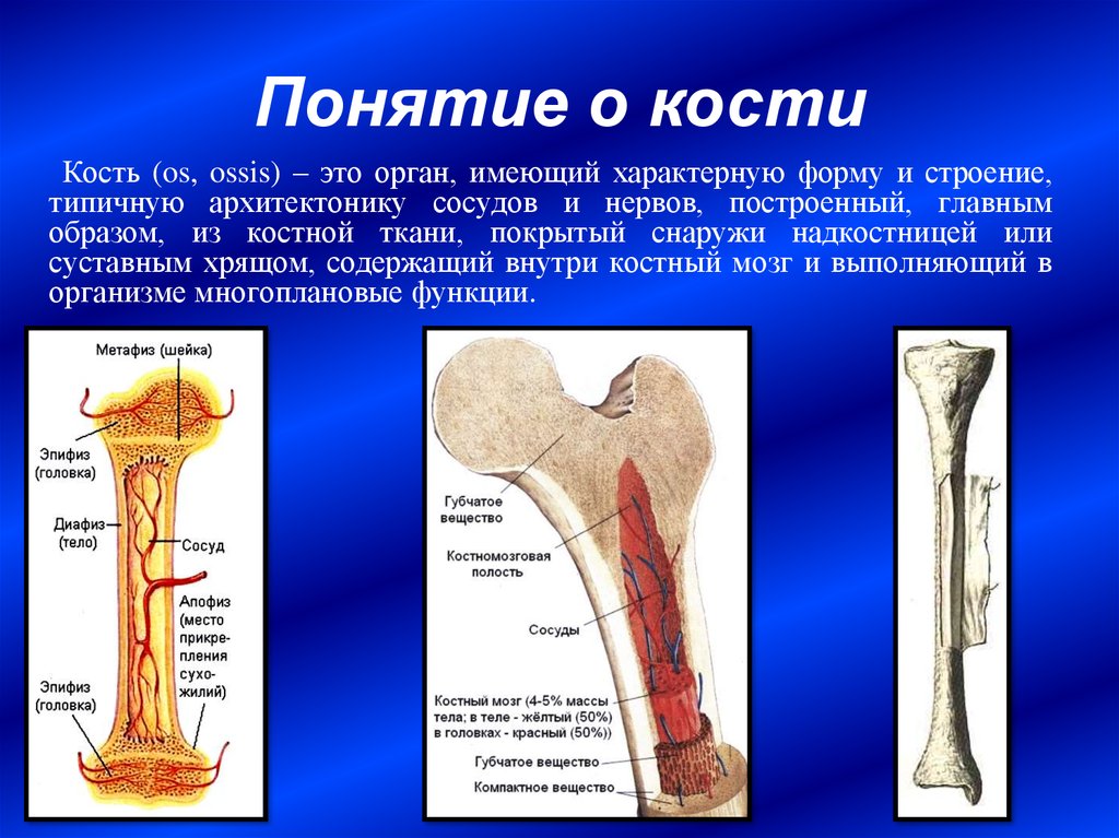 Строение кости как органа рисунок