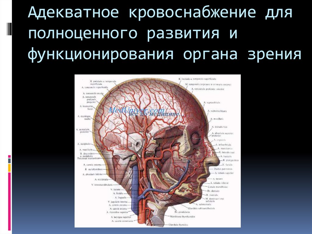 Кровообращение зрения