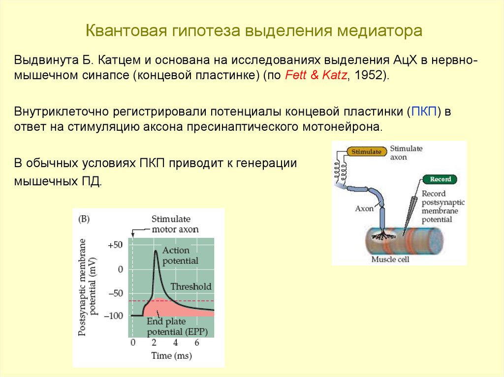 Холинергический синапс фармакология. Проведение возбуждения в химическом синапсе. Синаптический пузырек. Проведение возбуждения через химический синапс. Синаптическая щель химического синапса.