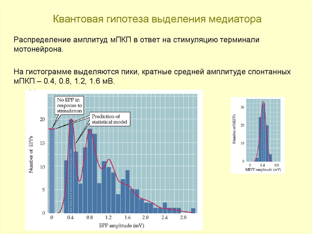 Квантовая гипотеза выделения медиатора