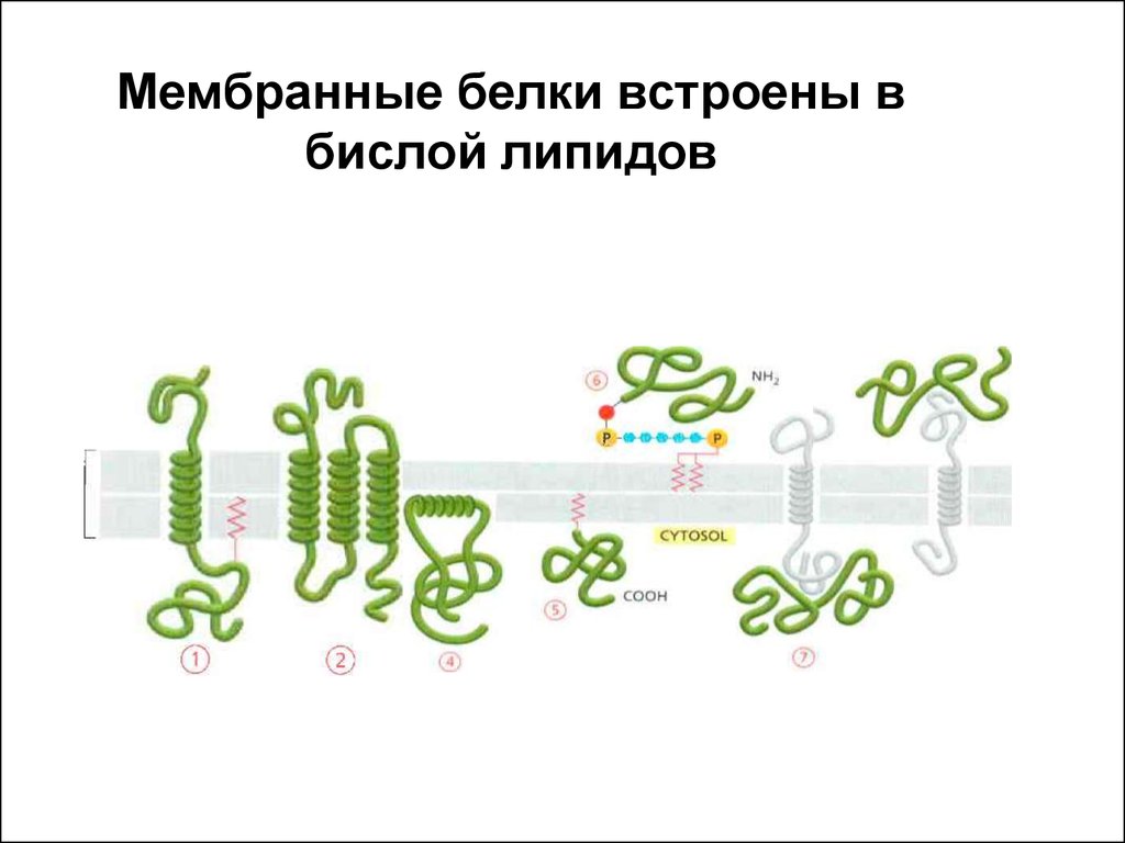 Белки мембраны. Липидный бислой и мембранные белки. Белки мембраны делятся на. Классификация белков мембраны. Расположение белков в мембране.