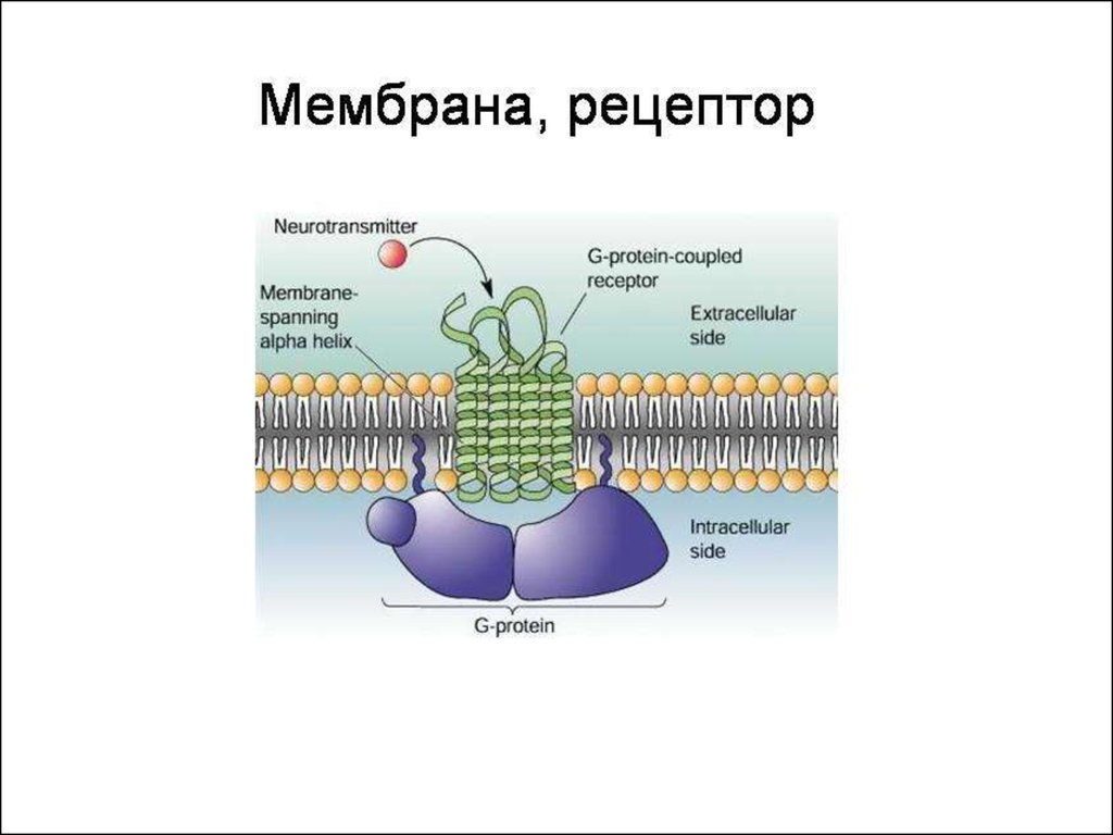 Состоит из двух слоев. Рецепторы клеточной мембраны. Строение мембранного рецептора. Рецепторная функция мембраны клетки. Рецепторная мембрана схема.