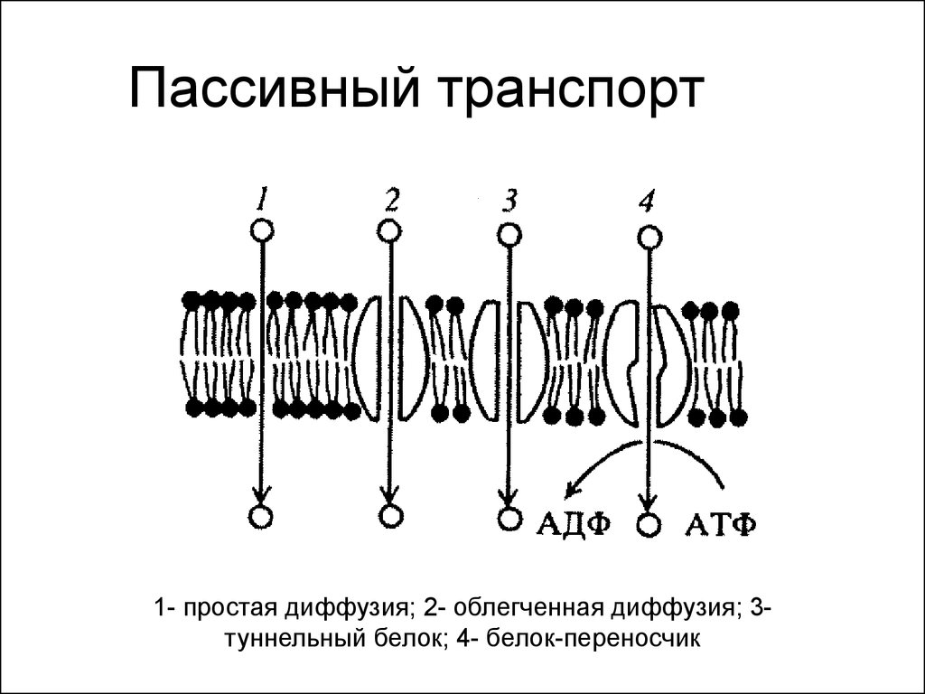 Пассивный транспорт. Пассивный транспорт веществ простая и облегченная диффузия. Пассивный транспорт простая диффузия. Пассивная диффузия облегченная диффузия активный транспорт. Пассивная диффузия схема.