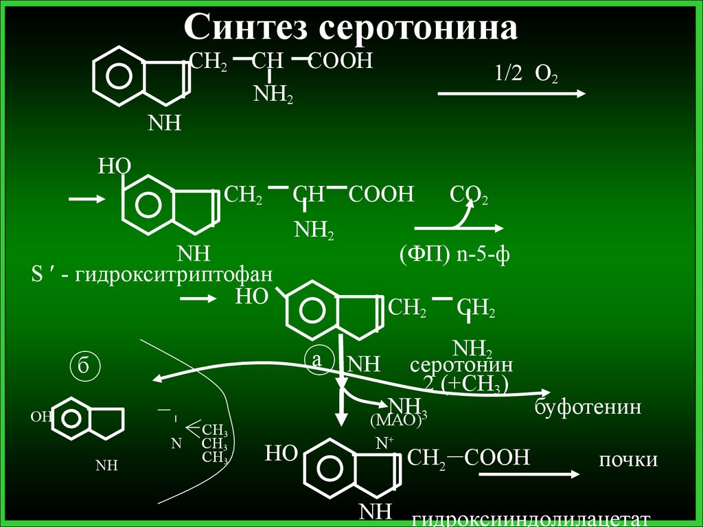 Изучен синтез. Серотонин Синтез биохимия. Синтез триптофана биохимия. Синтез серотонина из триптофана. Реакция образования серотонина из триптофана.