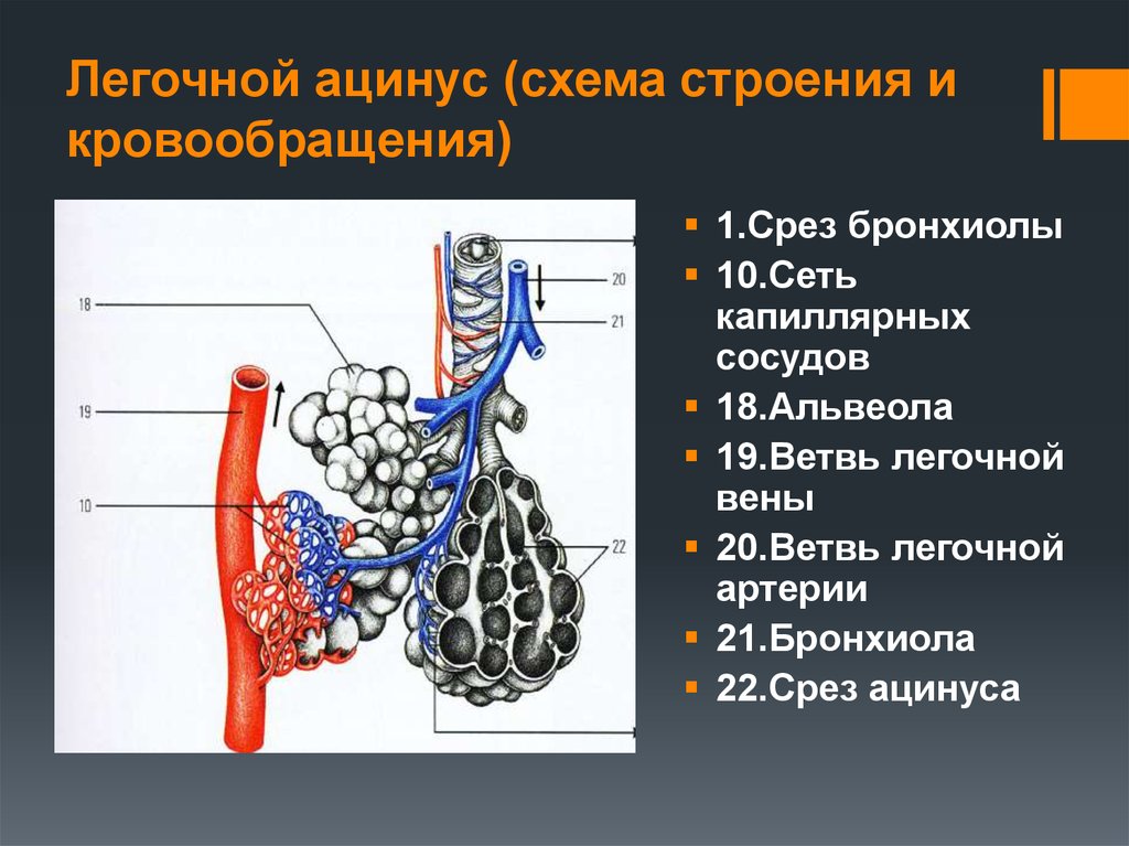 Ацинуса легкого схема