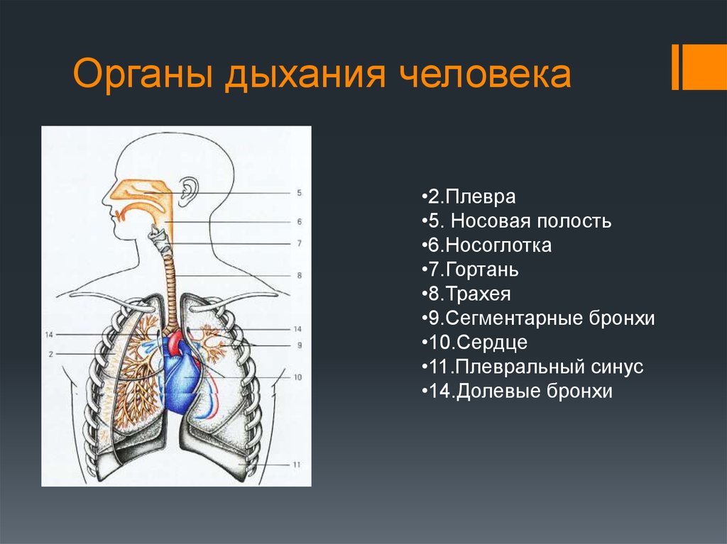 Установите соответствие между органами дыхательной системы человека и номером на рисунке