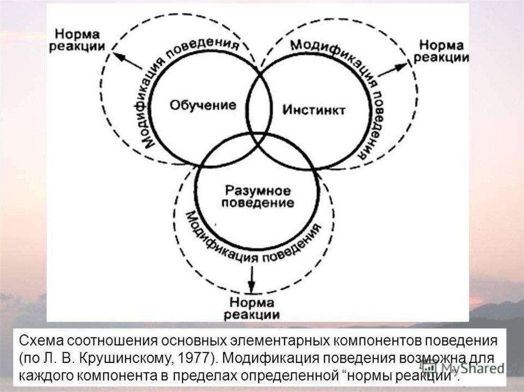 Элементарные компоненты. Основные компоненты поведения. Компоненты поведения по Крушинскому. Схема поведения. Теория модификации поведения.