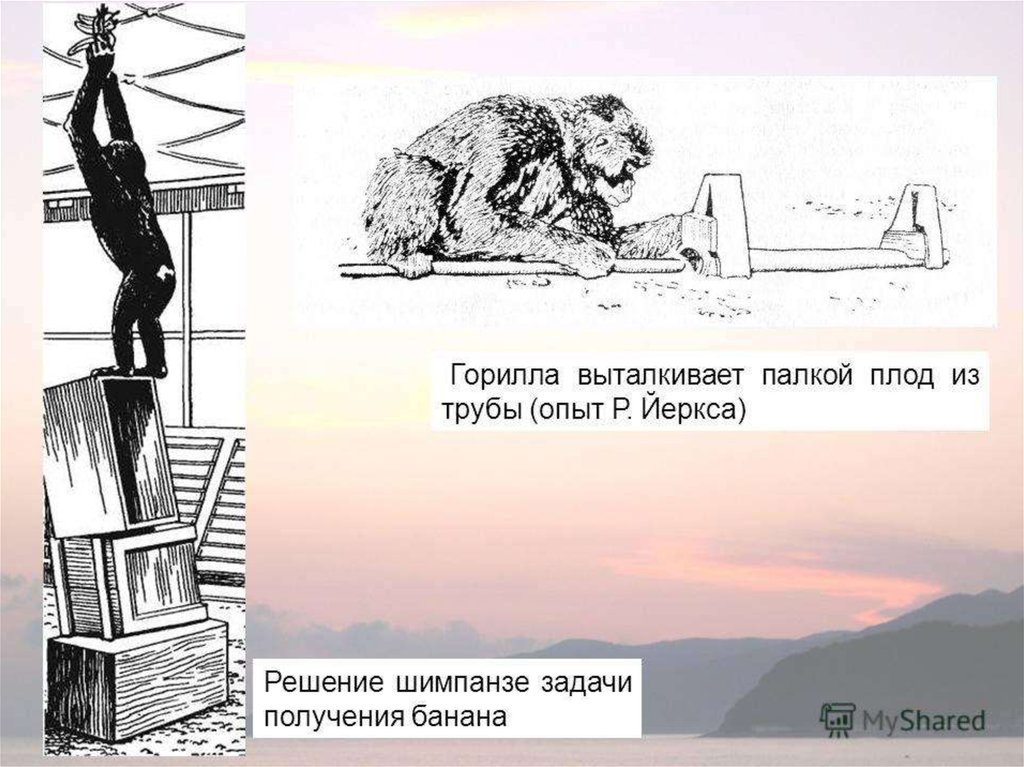 Рассмотрите рисунок на котором изображен шимпанзе пытающийся с помощью палки приблизить к себе