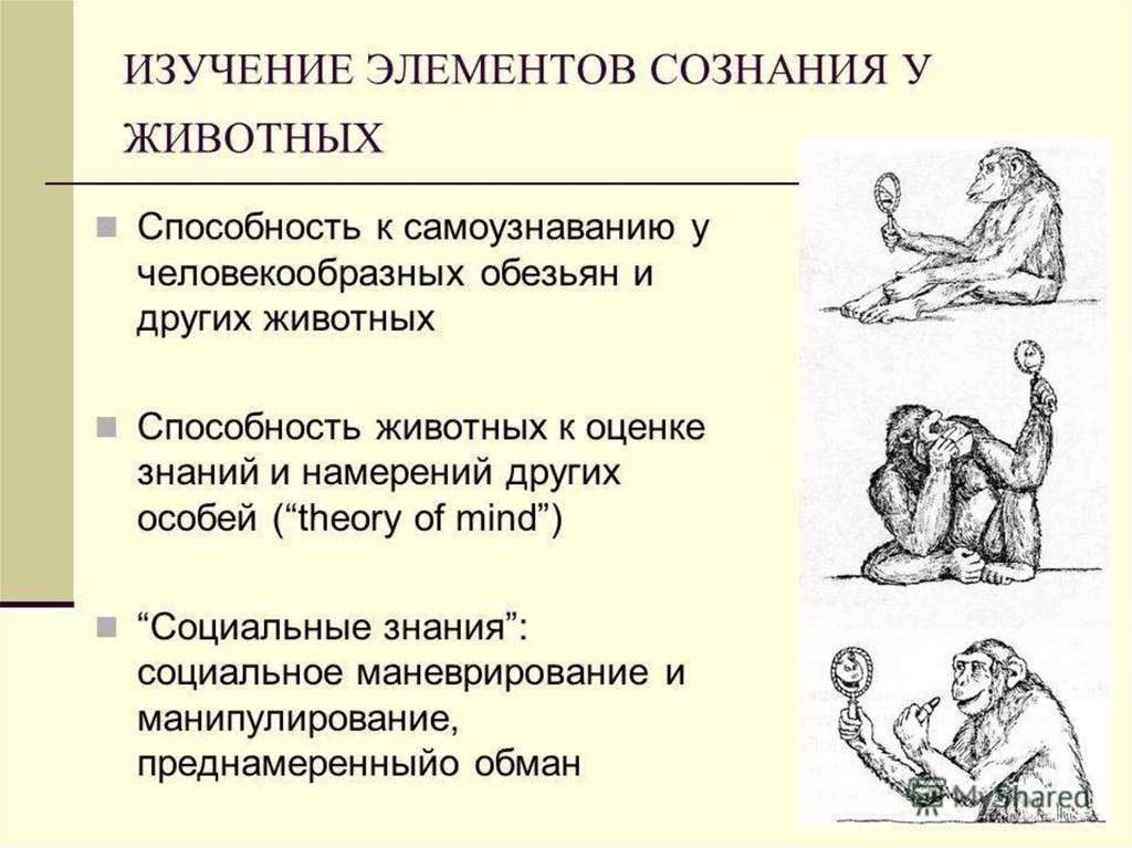 Сознание есть тест. Сознание человека и животных. Мышление обезьяны и человека. Сознание у животных философия. Примеры сознания у животных.